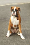 Boxer Dog Stock Photography