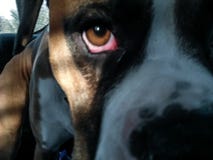 Boxer dog royalty free stock images Boxer dog royalty free stock images