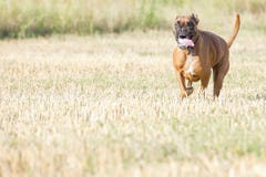 A boxer young puppy dog while running stock photography A boxer young puppy dog while running stock photography