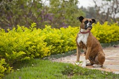 Boxerhund lizenzfreie stockbilder Boxerhund lizenzfreie stockbilder