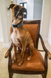 Boxerhund, der auf einem Stuhl sitzt stockfotos Boxerhund, der auf einem Stuhl sitzt stockfotos