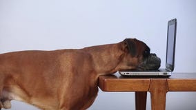 Boxerhund, der an Laptop arbeitet Boxerhund, der an Laptop arbeitet