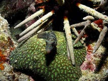 Boxfish en un coral en Indonesia fotografía de archivo Boxfish en un coral en Indonesia fotografía de archivo