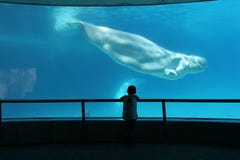 Boy and a beluga whale