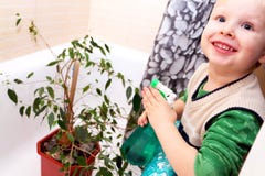 The boy is caring for a home plant in the bathroom. Ficus benjamina stock images The boy is caring for a home plant in the bathroom. Ficus benjamina stock images