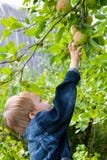 Boy Collects The Harvest Of Apples Stock Photography