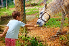 Boy feeding pony through the fence on animal farm. focus on horse Royalty Free Stock Photos Boy feeding pony through the fence on animal farm. focus on horse Royalty Free Stock Photos
