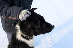 The boy a hand stroking a large black dog on the street in winter is a brave child and an animal stock photo The boy a hand stroking a large black dog on the street in winter is a brave child and an animal stock photo