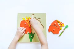 Boy Students Child`s Hands Learning Biology With Montessori Material Stock Photos