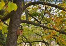 Boîte d'oiseau en bois dans un arbre Image libre de droits Boîte d'oiseau en bois dans un arbre Image libre de droits
