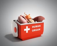 Boîte ouverte r de réfrigérateur d'organe humain de concept de transport d'organe illustration stock Boîte ouverte r de réfrigérateur d'organe humain de concept de transport d'organe illustration stock
