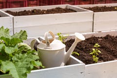 Boîtiers blancs avec des lits pour la jeune plante, une boîte d'arrosage en métal blanc et une usine de potiron en été photos stock Boîtiers blancs avec des lits pour la jeune plante, une boîte d'arrosage en métal blanc et une usine de potiron en été photos stock