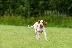 Bracco Italiano hunting dog running in the field Stock Image Bracco Italiano hunting dog running in the field Stock Image