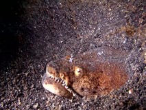Brachysomophis crocodilinus dell'anguilla del serpente del coccodrillo con i gamberetti di pulizia nello stretto di Lembeh archivi video Brachysomophis crocodilinus dell'anguilla del serpente del coccodrillo con i gamberetti di pulizia nello stretto di Lembeh archivi video