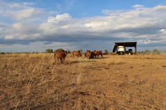 Brahman bulls on the horizon. stock photos Brahman bulls on the horizon. stock photos