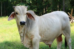 brahman byka