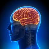 Brain Anatomy - cerveau complètement illustration libre de droits Brain Anatomy - cerveau complètement illustration libre de droits