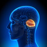 Brain Anatomy - cervelet illustration libre de droits Brain Anatomy - cervelet illustration libre de droits