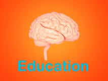 Brain Model - 3D rendeu a imagem ilustração royalty free Brain Model - 3D rendeu a imagem ilustração royalty free