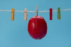 The brain of red color is dried on a clothesline, on a clothespin. Dry brain. royalty free stock images The brain of red color is dried on a clothesline, on a clothespin. Dry brain. royalty free stock images
