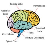 Brain sections