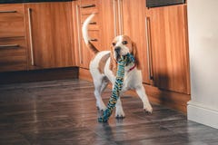 Brakpuppy het spelen met het kauwenstuk speelgoed stock afbeeldingen Brakpuppy het spelen met het kauwenstuk speelgoed stock afbeeldingen