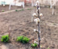 Branch of apple tree with buds royalty free stock image Branch of apple tree with buds royalty free stock image