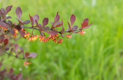 Branch of barberry shrub with many flowers stock photos Branch of barberry shrub with many flowers stock photos