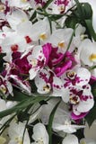 Branch with beautiful tropical tender blue orchid flowers stock photos Branch with beautiful tropical tender blue orchid flowers stock photos