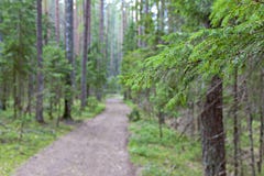Branch of a Christmas tree against a background of a blurred forest and a road royalty free stock images Branch of a Christmas tree against a background of a blurred forest and a road royalty free stock images