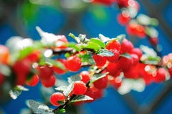 Branch felt garden cherry scarlet with dew drops stock images Branch felt garden cherry scarlet with dew drops stock images