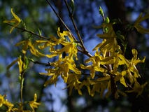 Flowering branch. Yellow flowers. Forsythia. royalty free stock images Flowering branch. Yellow flowers. Forsythia. royalty free stock images