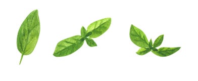 Branch of herb, mint, watercolor clip art royalty free illustration Branch of herb, mint, watercolor clip art royalty free illustration