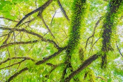 Branch and leaf of tree beautiful in the forest background bottom view Royalty Free Stock Photo Branch and leaf of tree beautiful in the forest background bottom view Royalty Free Stock Photo