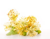 Branch of linden flowers royalty free stock photo Branch of linden flowers royalty free stock photo