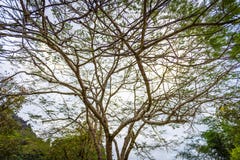 Branch of no leaf tree in the forest royalty free stock photo Branch of no leaf tree in the forest royalty free stock photo