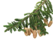Branch Of Fur-trees Stock Photo Branch Of Fur-trees Stock Photo