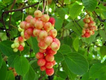 Branch Of Red Ripe Schizandra Branch Of Red Ripe Schizandra