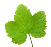 Branch Of Rype By Red Currant Branch Of Rype By Red Currant