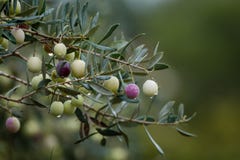 Branch of olive tree with fruits and leaves, natural agricultural food background royalty free stock photography Branch of olive tree with fruits and leaves, natural agricultural food background royalty free stock photography