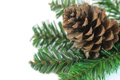 Branch with pine cone royalty free stock photos Branch with pine cone royalty free stock photos