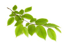 Branch With Green Leaves Isolated On A White Background Stock Photography Branch With Green Leaves Isolated On A White Background Stock Photography