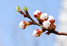 Branch With Pink Cherry Buds In Spring Royalty Free Stock Photography