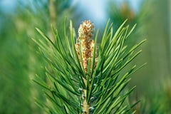A branch of a young pine tree with an immature pinecone royalty free stock photography A branch of a young pine tree with an immature pinecone royalty free stock photography