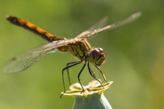 Branche d'insecte de libellule photos stock Branche d'insecte de libellule photos stock