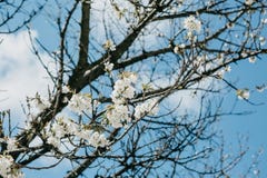 Branche d'un arbre avec les fleurs blanches contre le ciel bleu image stock Branche d'un arbre avec les fleurs blanches contre le ciel bleu image stock