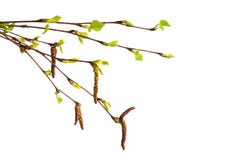 Branche de bouleau avec des chatons et des feuilles fraîches de vert d'isolement sur le blanc Photographie stock Branche de bouleau avec des chatons et des feuilles fraîches de vert d'isolement sur le blanc Photographie stock