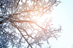 Branche de ciel d'arbre pendant l'hiver de forêt photographie stock libre de droits Branche de ciel d'arbre pendant l'hiver de forêt photographie stock libre de droits