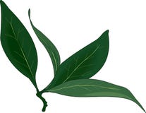 Branche de feuille de laurier illustration libre de droits Branche de feuille de laurier illustration libre de droits