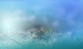 Branche de pin de Noël dans les rayons de la fin légère, du fond bleu avec des réflexions des étoiles et du beau bokeh des lanter illustration stock Branche de pin de Noël dans les rayons de la fin légère, du fond bleu avec des réflexions des étoiles et du beau bokeh des lanter illustration stock